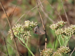Satyrium favonius autolycus