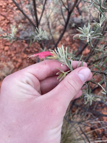 crimson turkey bush