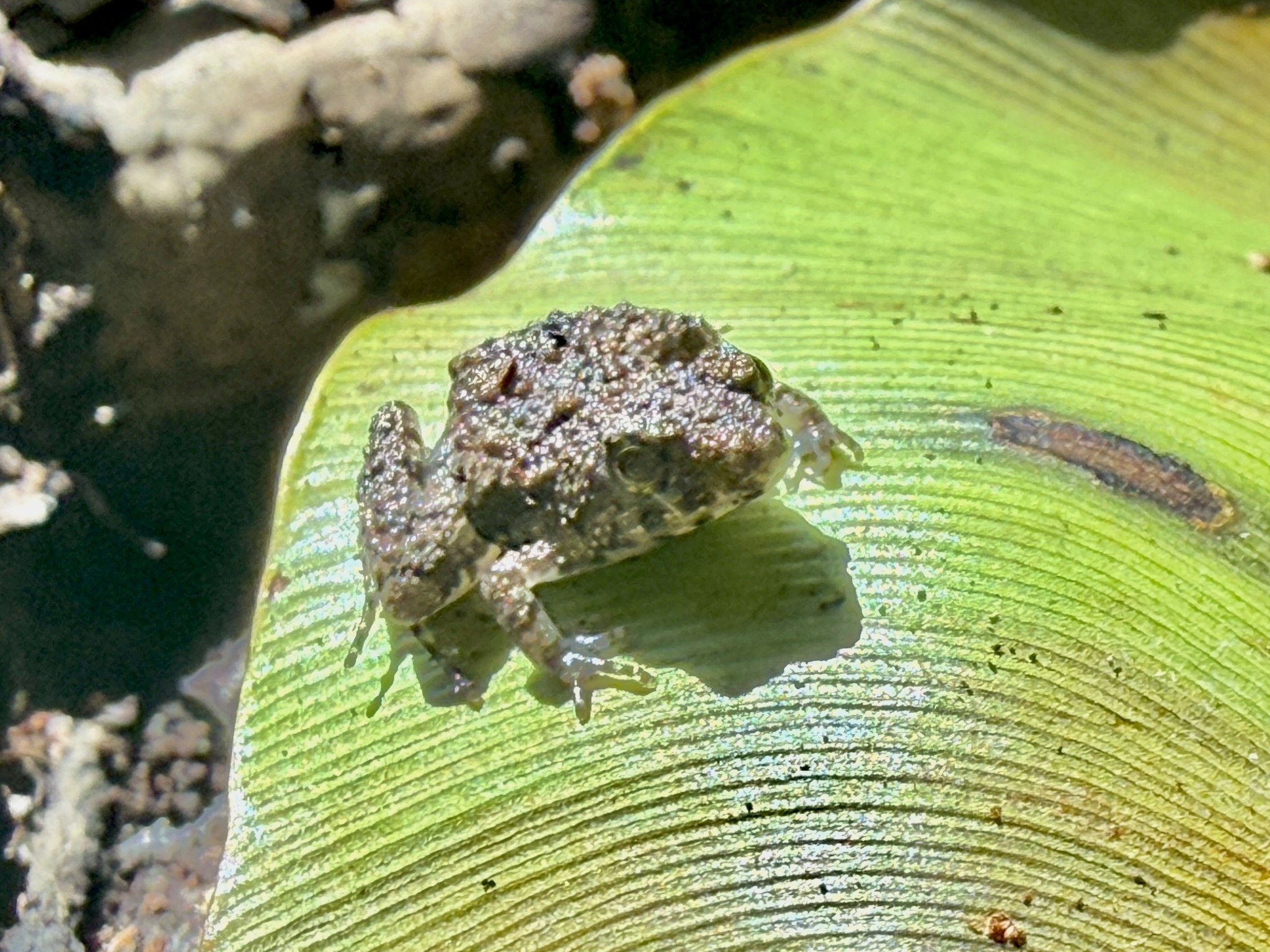 Jozani River Frog photo 2