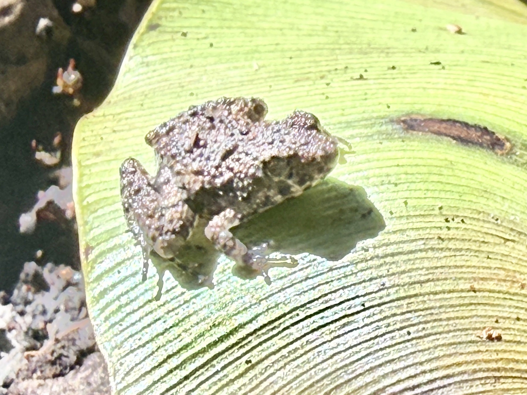 Jozani River Frog photo 4