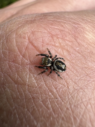 Woodland Jumping Spider