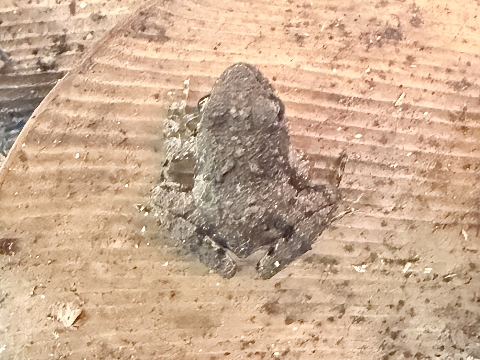 Jozani River Frog photo 3