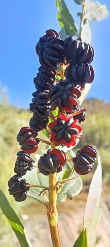 ink plant