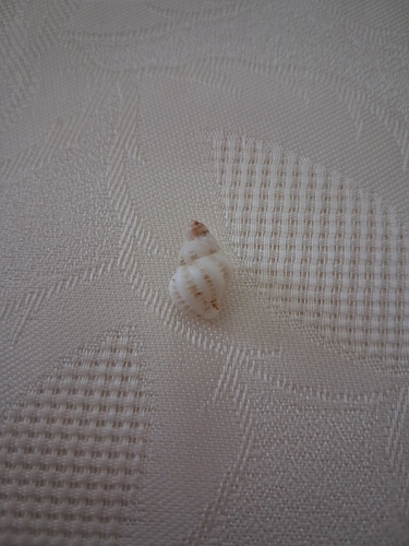 Coralliophila meyendorffii