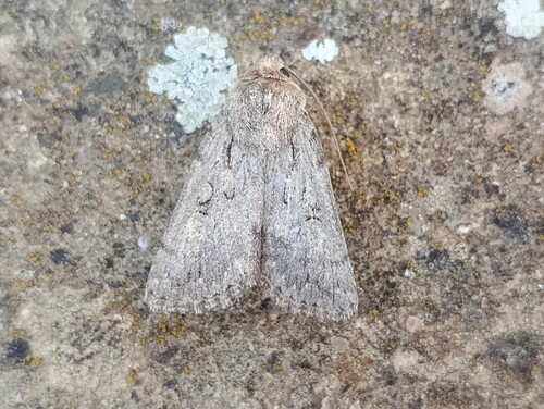 Yigoga forcipula