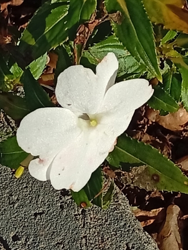New Guinea Impatiens