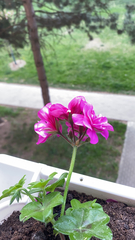 Ciconium