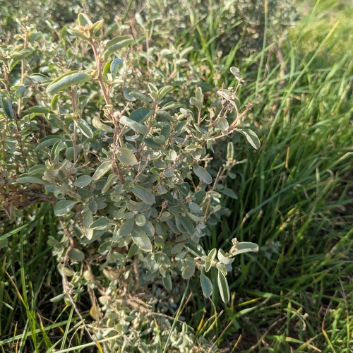 Kidney Saltbush