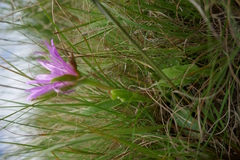 Delosperma sutherlandii