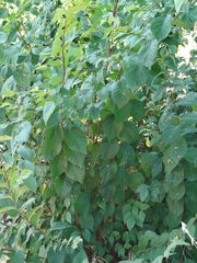 Ulmus × androssowii, photograph Pedro, CC0, iNaturalist via GBIF