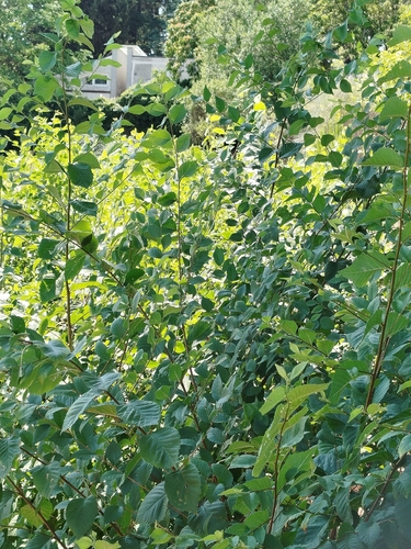 Ulmus × androssowii, photograph 4
