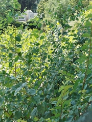 Ulmus × androssowii, photograph Pedro, CC0, iNaturalist via GBIF