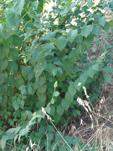 Ulmus × androssowii, photograph 5