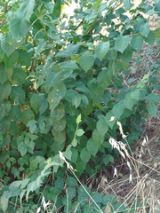 Ulmus × androssowii, photograph Pedro, CC0, iNaturalist via GBIF