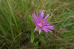 Delosperma sutherlandii