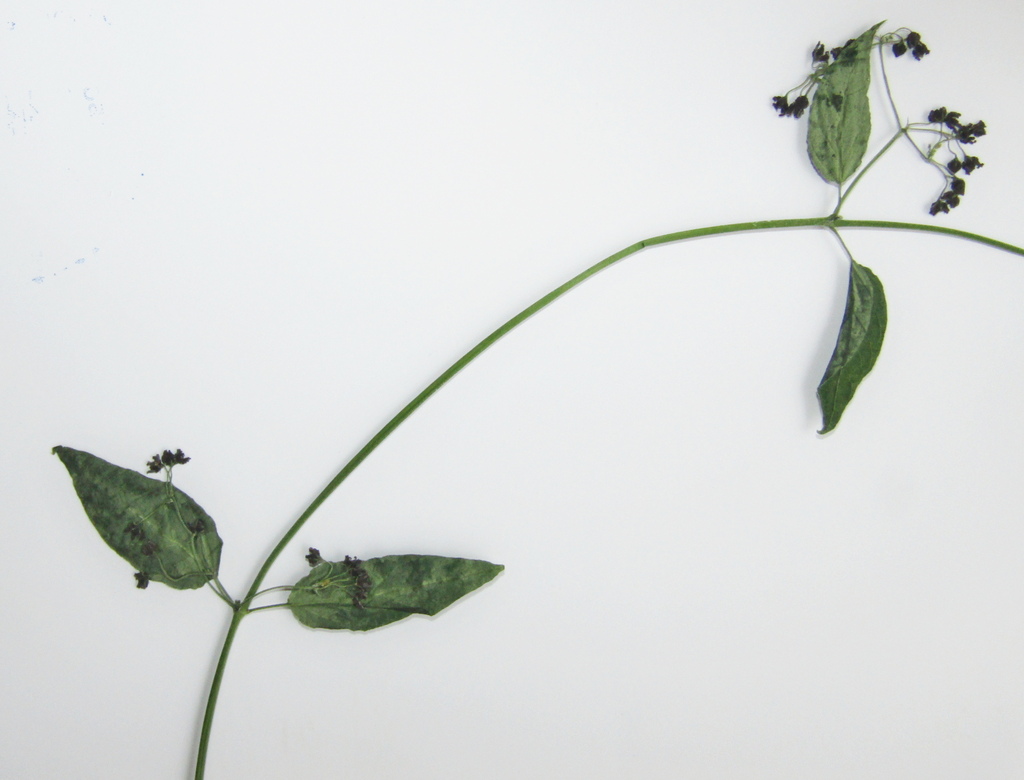 Vincetoxicum scandens; photograph (c) Oleksandr Shynder, some rights reserved (CC BY)