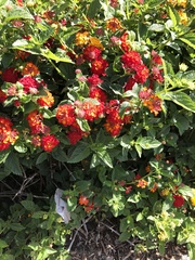 Lantana camara