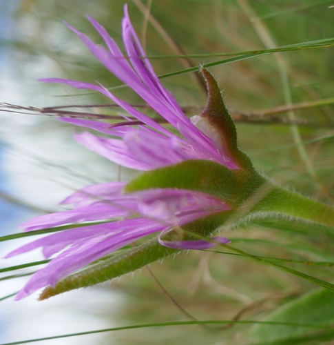 Image of Delosperma sutherlandii by (c) Suvarna Parbhoo Mohan, some rights reserved (CC BY-SA)