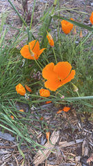 Eschscholzia californica