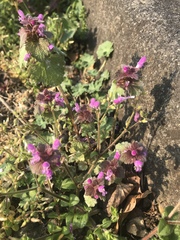 Lamium purpureum