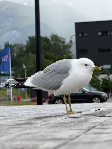 Common Gull