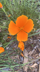 Eschscholzia californica