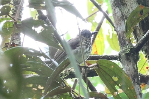 Ixos virescens observed 2026-06-15