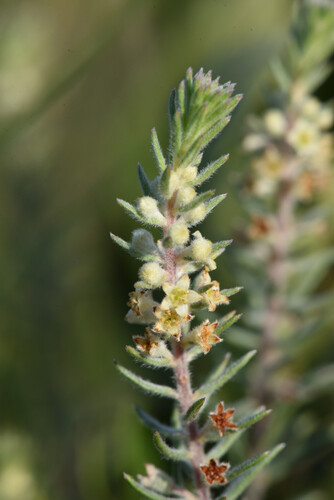 Phylica axillaris, photograph 2