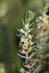 Phylica axillaris, photograph (c) Andrew Gillespie, some rights reserved (CC BY)