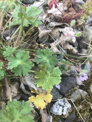 Geranium molle