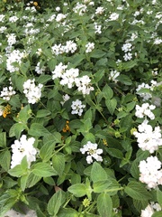 Lantana