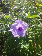 Ipomoea cairica