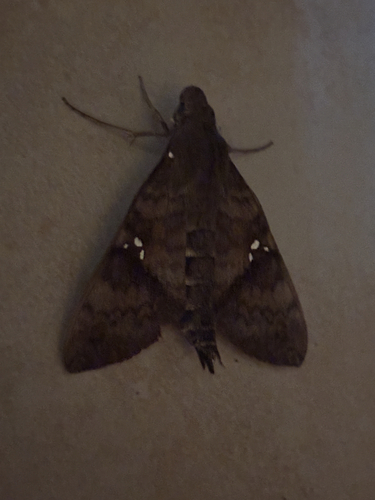 Nephele peneus