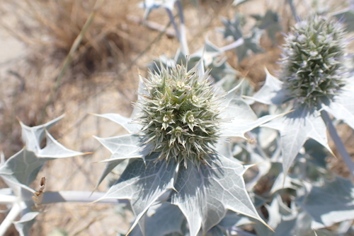Sea Holly