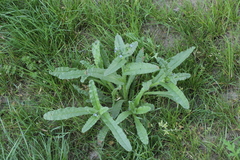 Anchusa arvensis