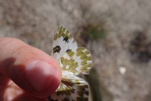 Eastern Bath White