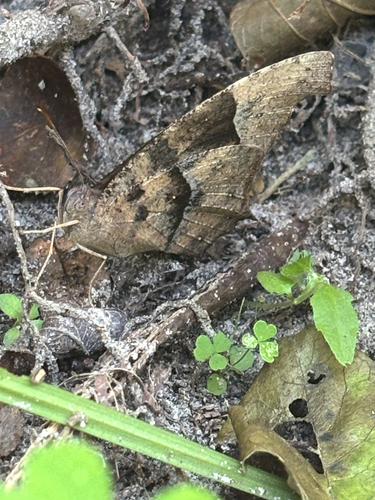 Common Evening Brown