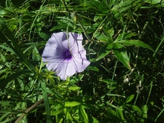 Ipomoea cairica
