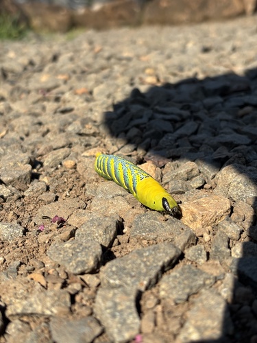 Death's Head Hawkmoth