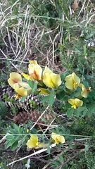 Chamaecytisus hirsutus