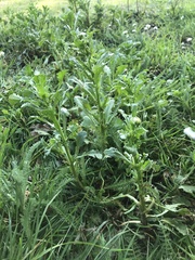 Angiospermae