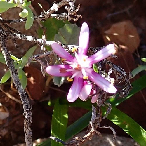 Wurmbea australis (Wurmbea australis)