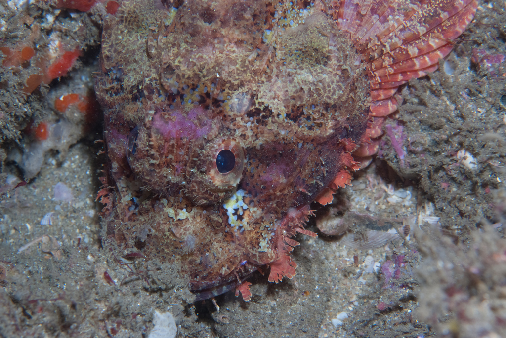 Smallscale Scorpionfish