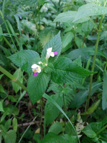 Наблюдение на iNaturalist