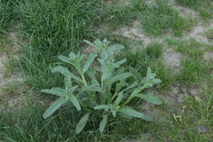 Anchusa arvensis