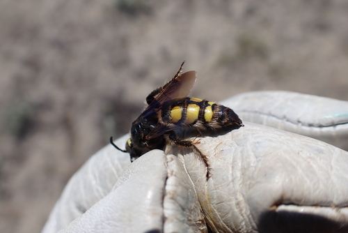 Six-spotted Scoliid Wasp