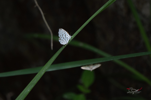 Forest Pierrot