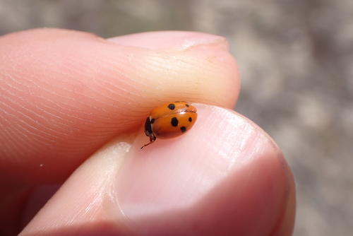 Variegated Lady Beetle