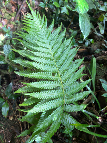 Leptogramma totta observed 2026-07-06