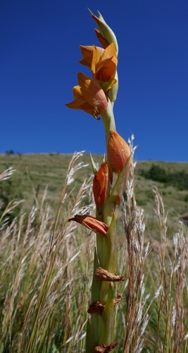 Image of Gladiolus ecklonii by (c) Suvarna Parbhoo Mohan, some rights reserved (CC BY-SA)